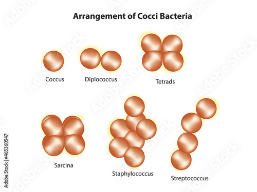 Microbiological arrangement of cocci bacteria photo