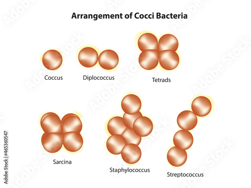 Microbiological arrangement of cocci bacteria