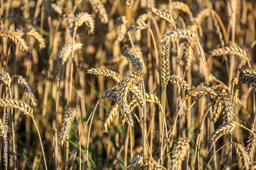 Close-up of golden organic field of cereal and wheat plant 