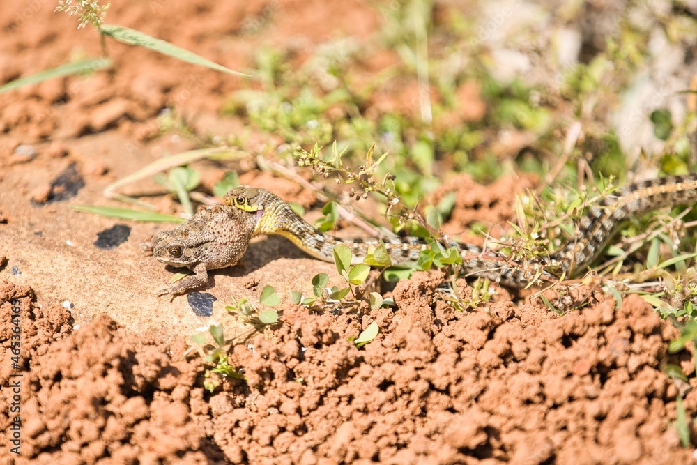 Buff Striped Keelback Snake with Kill which is Frog
Buff Striped Keelback Snake with Kill which is Frog