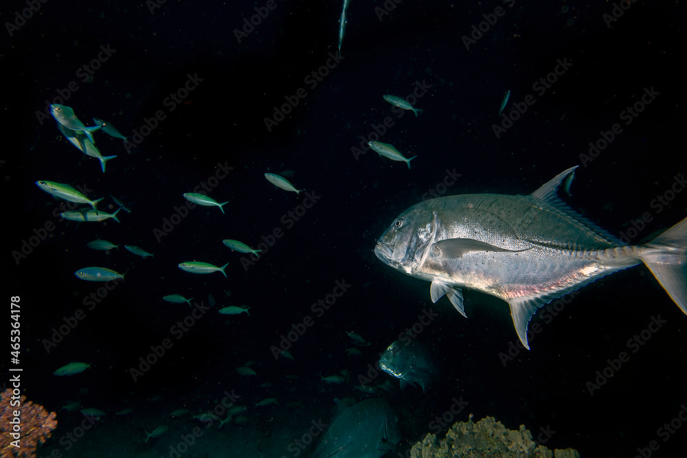 Giant Trevally (Caranx ignobilis) hunting for food at night in the Red Sea, Egypt Giant Trevally (Caranx ignobilis) hunting for food at night in the Red Sea, Egypt