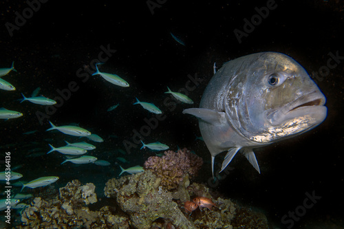 Giant Trevally (Caranx ignobilis) hunting for food at night in the Red Sea, Egypt photo