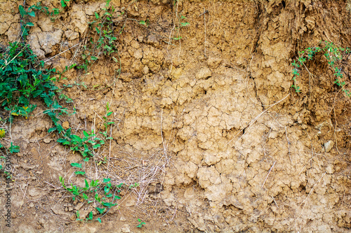 Roots and grass texture in dry soil layers. Background.