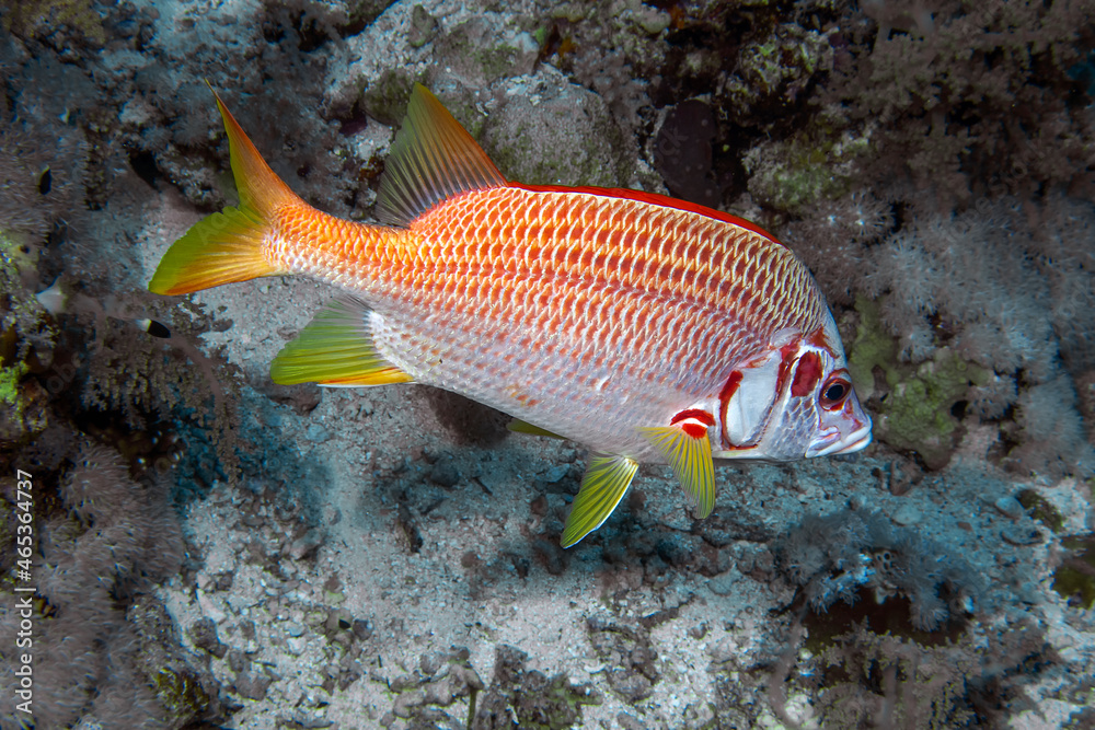 Naklejka premium A Giant Squirrelfish (Sargocentron spiniferum) in the Red Sea, Egypt