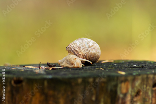 Snail on a tree stump in the forest. Blurred photo background. Close-up photo of a snail.