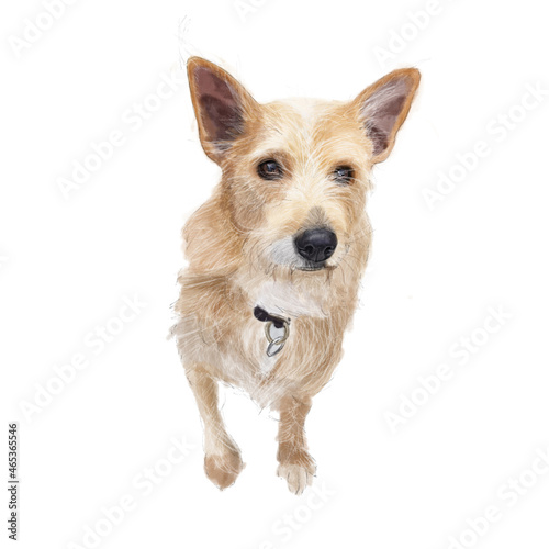 jack russell terrier