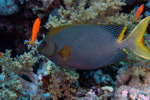 A Starry Rabbitfish  Siganus Stellatus  in the Red Sea  Egypt