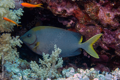 A Starry Rabbitfish (Siganus Stellatus) in the Red Sea, Egypt