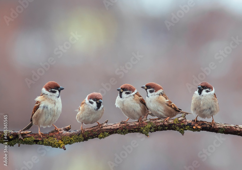 group of funny birds sparrows sitting on a branch in the park