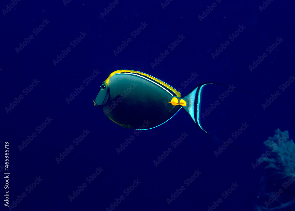 An Orangespine Unicornfish (Naso lituratus) in the Red Sea, Egypt An Orangespine Unicornfish (Naso lituratus) in the Red Sea, Egypt