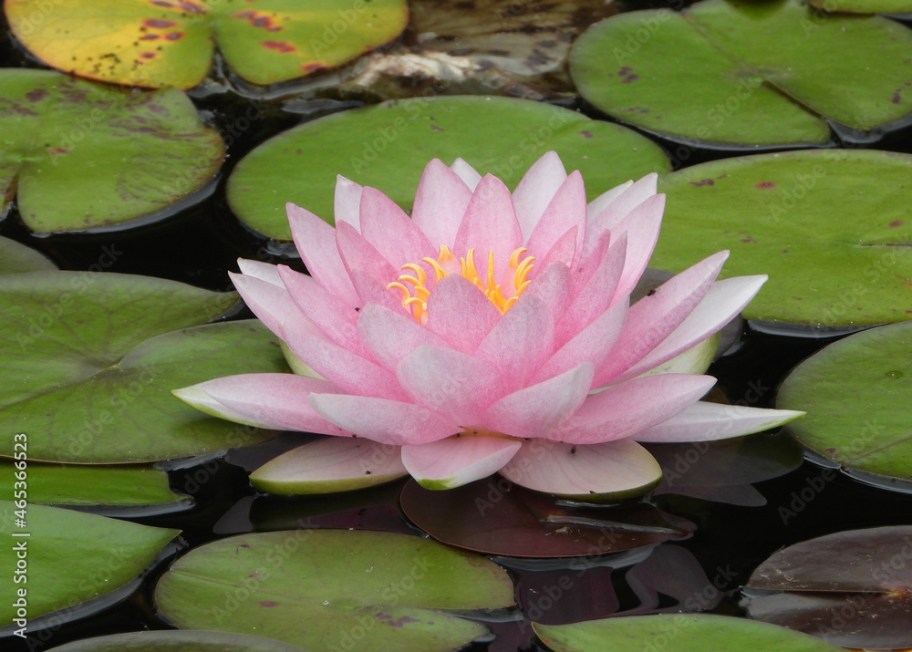 Pink flower of American White Water Lily Pink flower of American White Water Lily