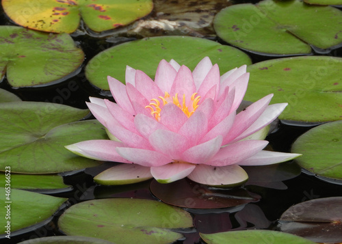 Pink flower of American White Water Lily