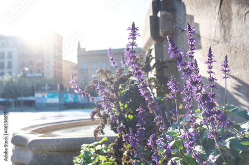 Quadro su tela Purple plants in Plaza del Castillo, Pamplona.