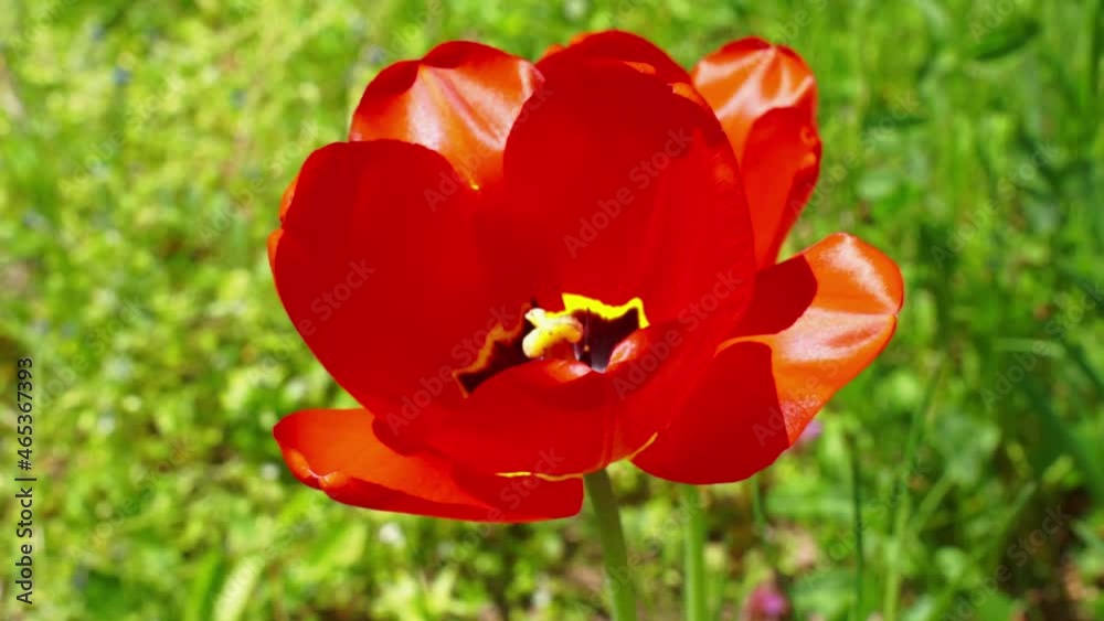 Wild tulips at the countryside meadow Wild tulips at the countryside meadow
