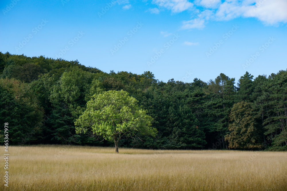 Obraz premium Lonely tree in a field. Forest in the Background with clear blue sky. Space for text. Horizontal format.