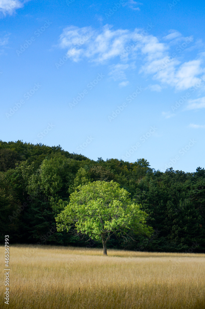Lonely tree in a field. Forest in the Background with clear blue sky. Space for text. Vertical format. Lonely tree in a field. Forest in the Background with clear blue sky. Space for text. Vertical format.