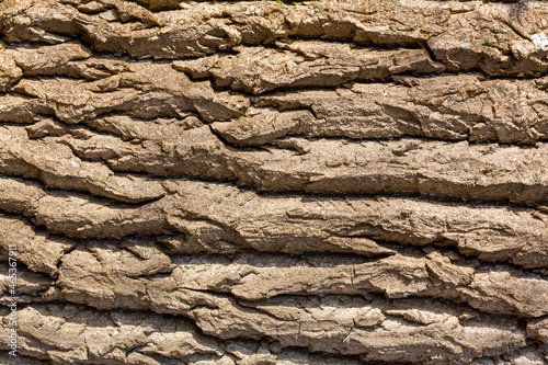The texture of the bark of an old tree. Background image. Close-up