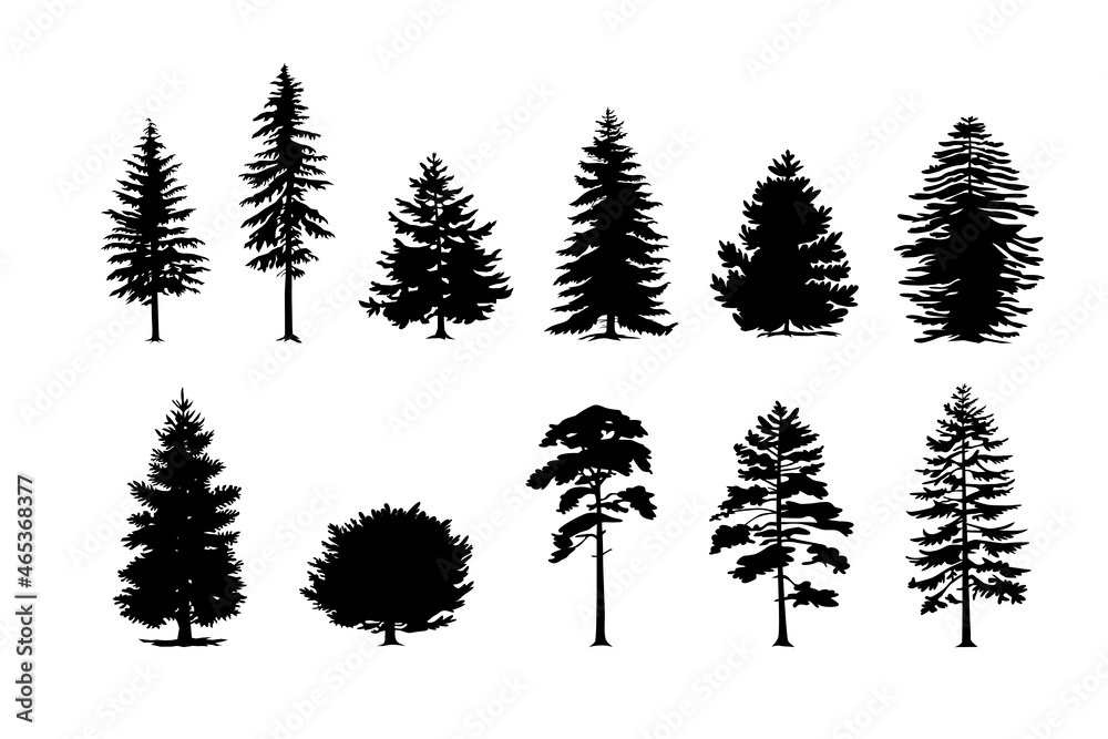 Coniferous trees silhouettes on isolated background