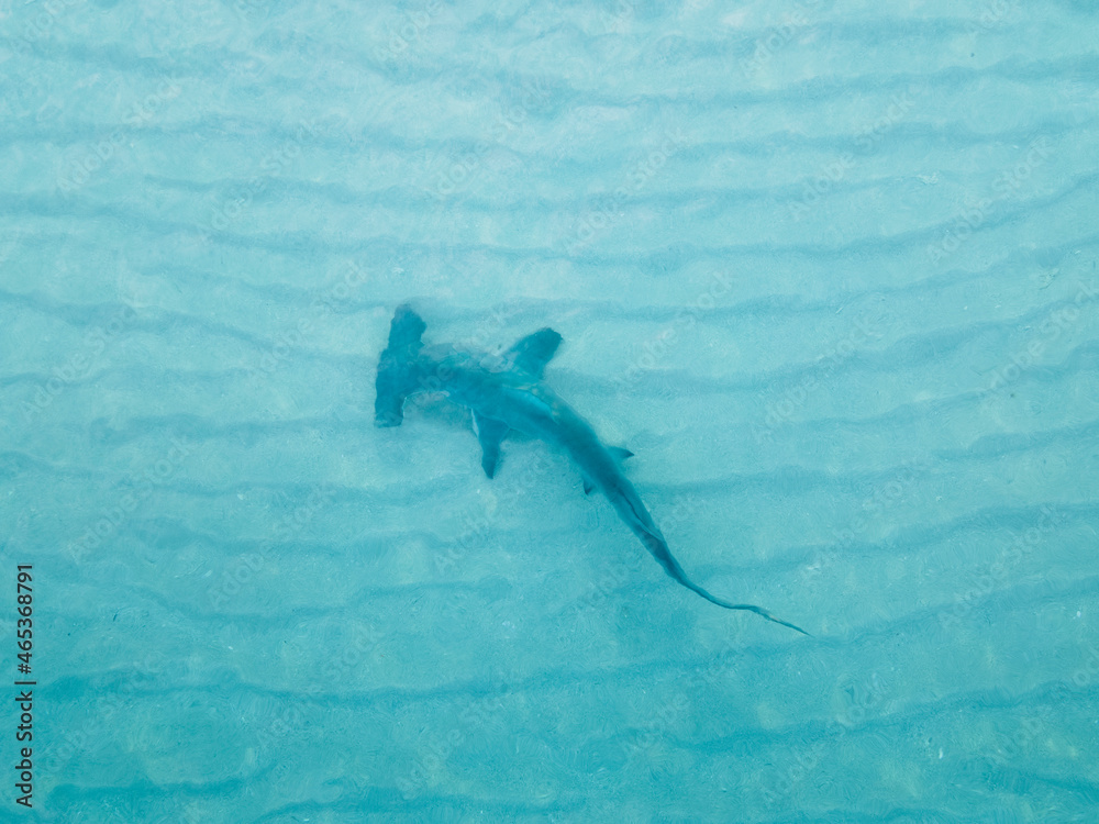 Hammerhead shark in miami - obrazy, fototapety, plakaty 