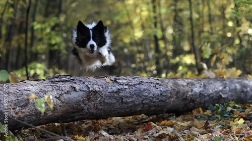 Slow Motion of Border Collie Jumping over Tree Trunk in Autumn Forest. Happy Active Black and White Dog in the Woods during Fall Season.