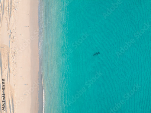Hammerhead shark in miami © Mat