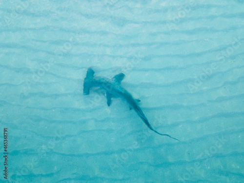Hammerhead shark in miami