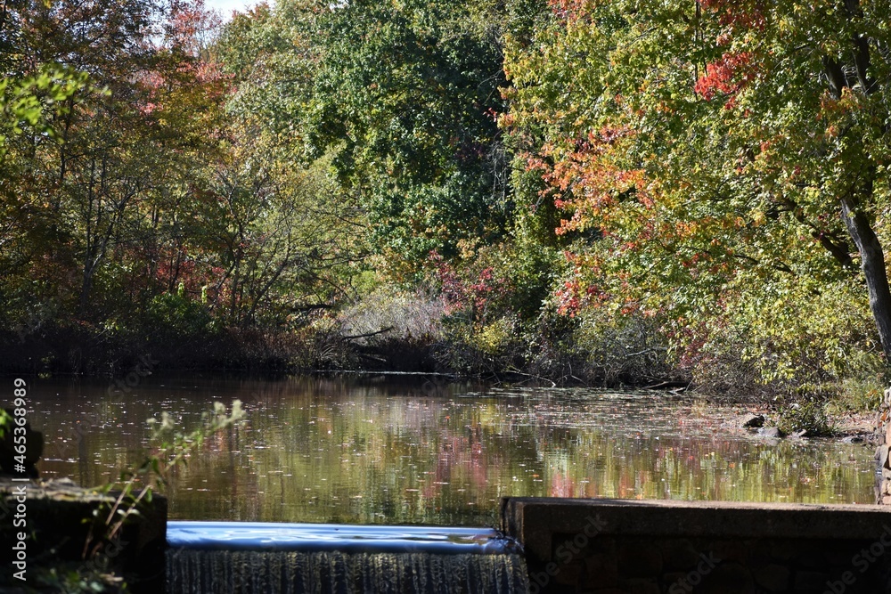 Fototapeta premium fall foliage 