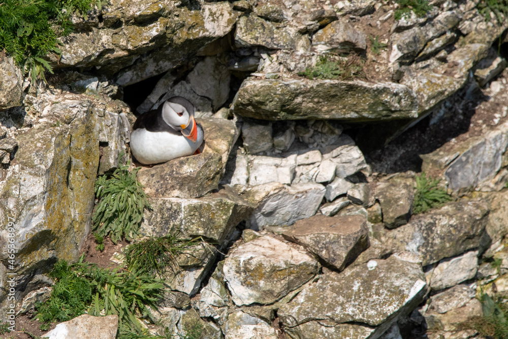 atlantic puffin or common puffin atlantic puffin or common puffin