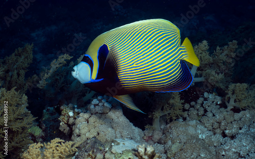 An Emperor Angelfish  Pomacanthus imperator  in the Red Sea  Egypt