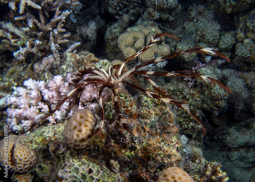 Feather Star  Crinoidea sp.  in the Red Sea