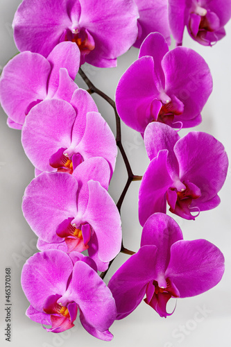 A branch of a lilac phalaenopsis orchid in full bloom on a neutral light background. Vertical shot  close-up  selective focus.