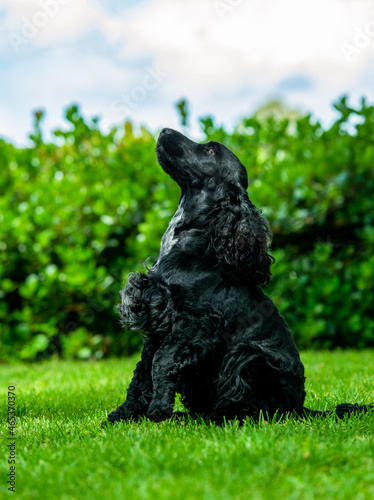 A profile picture of Wally the Cocker Spaniel taken outdoors during the day.