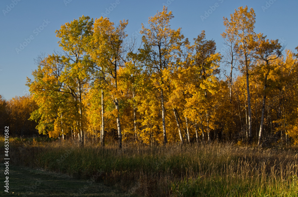Autumn Trees in Elk Island National Park