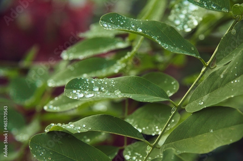Liście akacji podczas deszczu