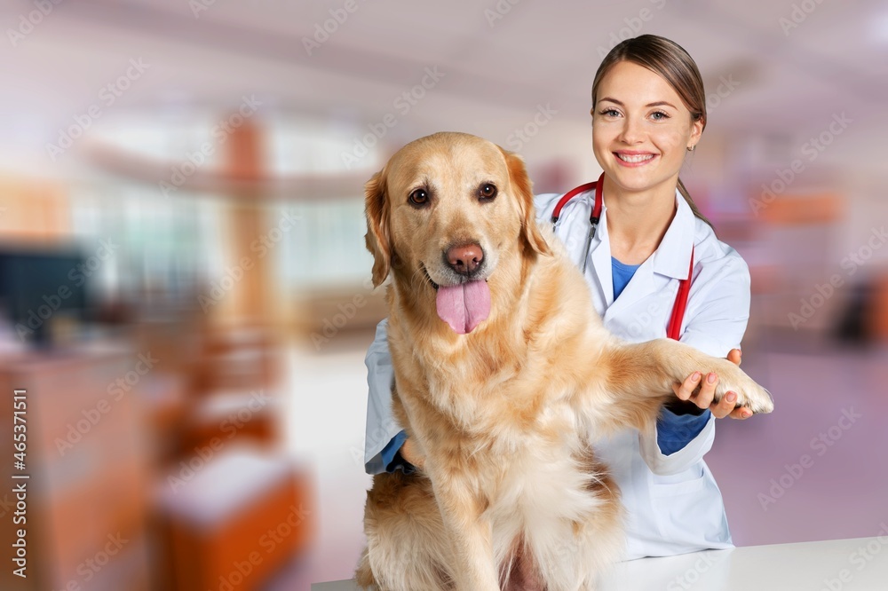 Veterinarian doctor examines cute dog Veterinarian doctor examines cute dog
