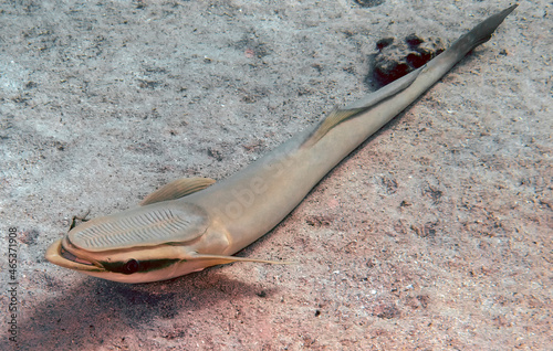 Tableau sur toile A Striped Remora (Echeneis naucrates) in the Red Sea