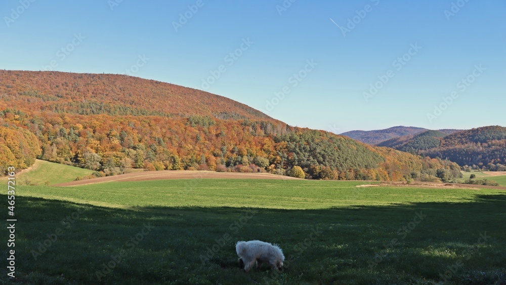 Fototapeta premium Goldendoodle im herbstlichen Kellerwald