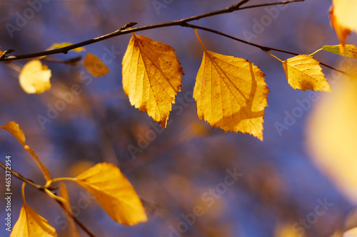 yellow birch leaves against the sky in autumn. bright autumn background