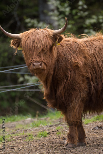 Hochlandrinder Portraits auf dem Bauernhof