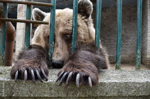 Obraz na plátně Close-up Of Bear In Zoo