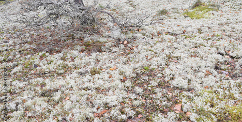 Lichen on a forest floor in Finland