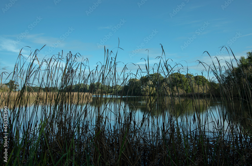 Lake through reeds Lake through reeds