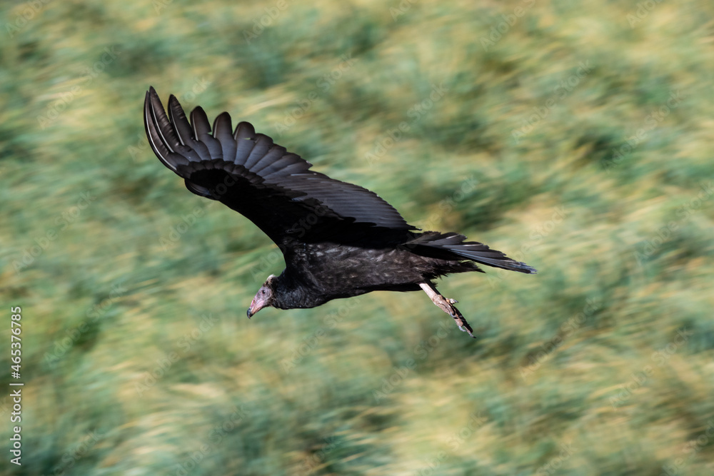 Obraz premium A turkey vulture descends onto the Falkland Islands