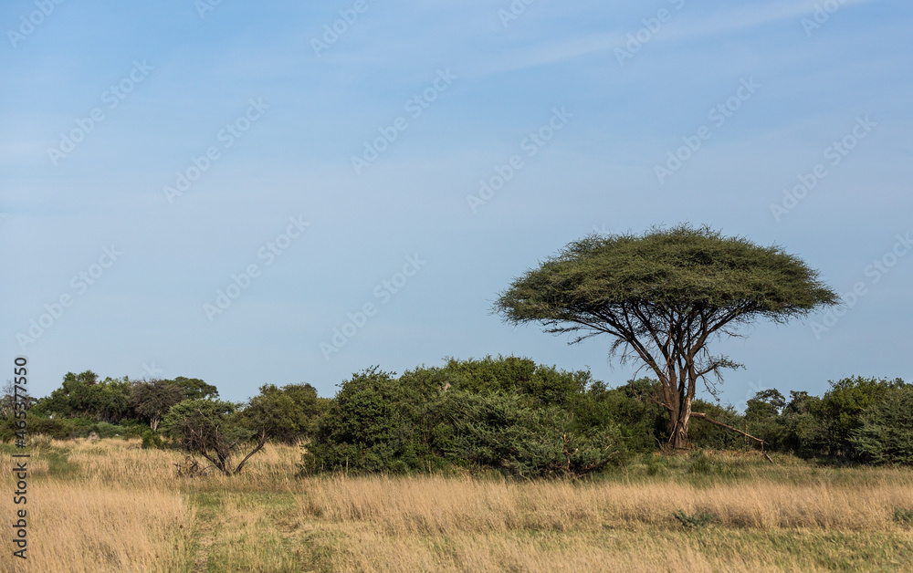 Acacia typical of the African savannah