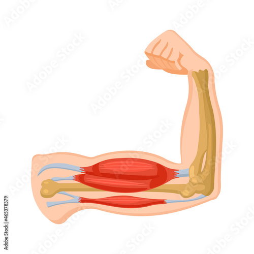 Human arm muscle. Biceps and triceps. Physiology. Vector illustration