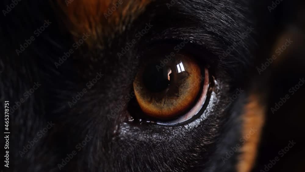 Macro of the eye of the dog. Black and tan dog, brown eye. Macro of the eye of the dog. Black and tan dog, brown eye.