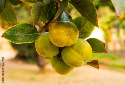 Quadro em tela Green young unripe fuyu persimmon kaki tropical fruit on a branch on bright sunny summer day
