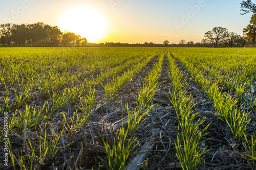 A field of young winter wheat, looking down a row, at sunset. photo