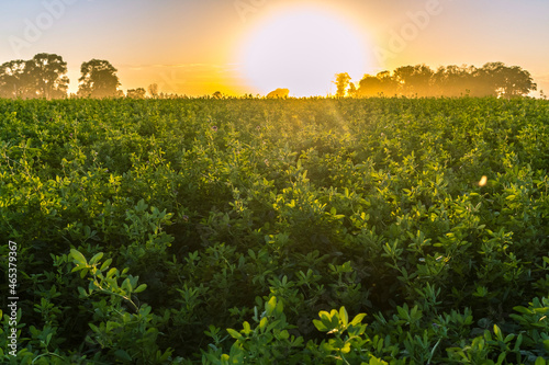 An alfalfa hay field during the golden hour with the setting white sun in the background.