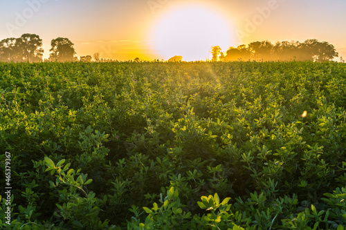 An alfalfa hay field during the golden hour with the setting white sun in the background. photo